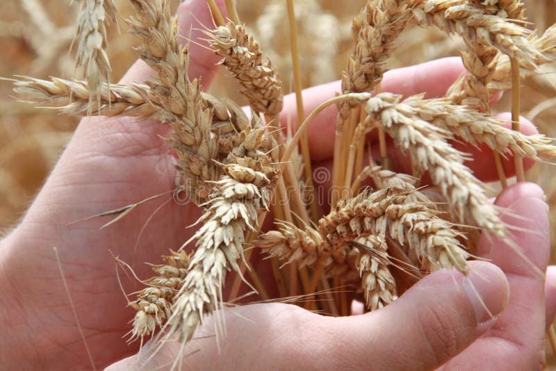 Farmer holding grain