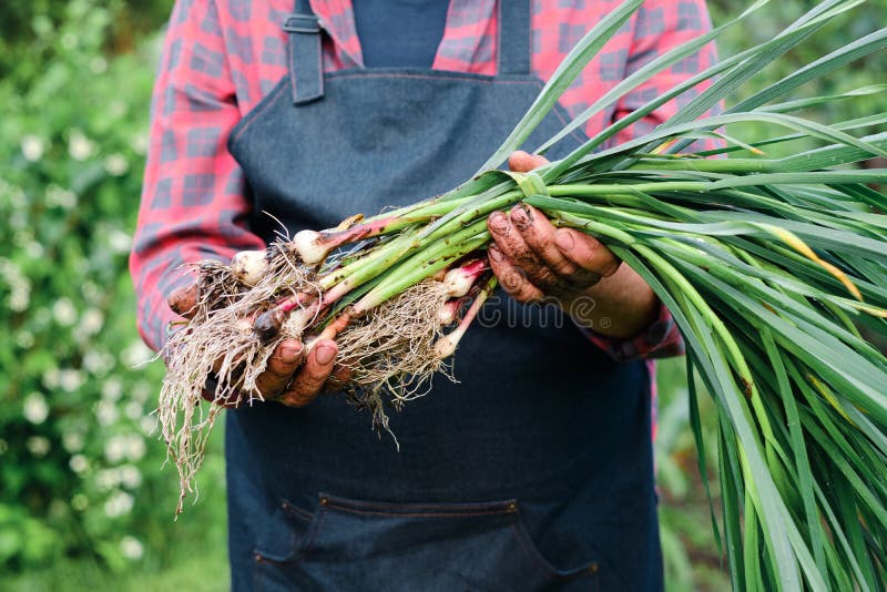 Farmer Holding in Hands Harvest of Organic Fresh Garlic Stock Image