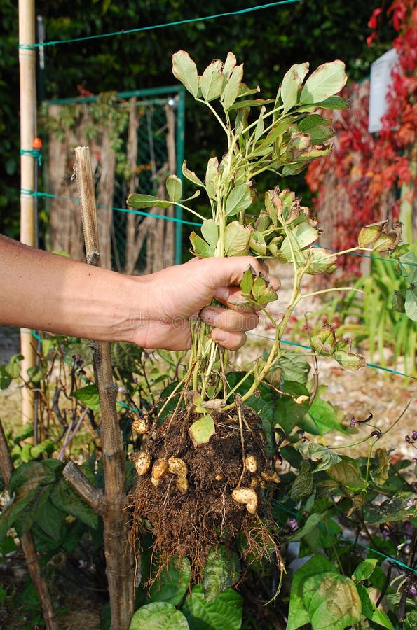 Agricultor miseria planta cual él solo ubre afuera de países.