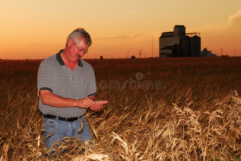 Farmer inspects durum wheat