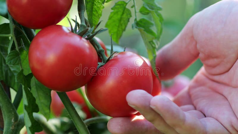 Farmer inspects his tomato crop. Red ripe organic