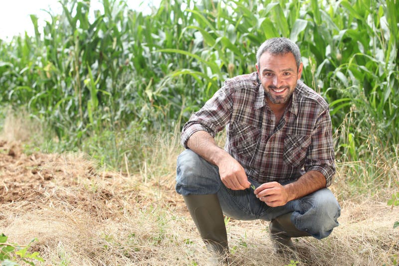 Farmer kneeling by crops royalty free stock images
