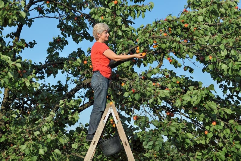 Farmer at Ladder Picking Apricot Fruit Stock Image Image of nature