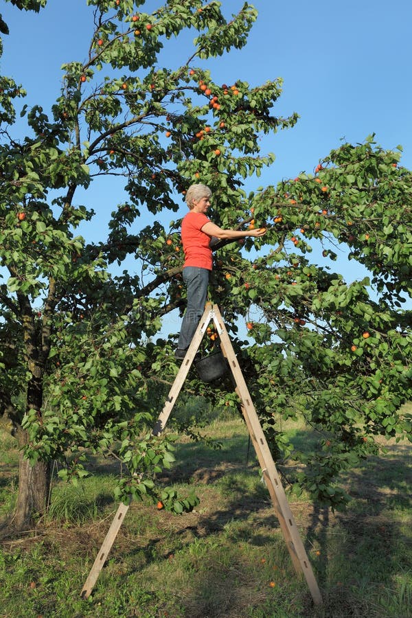 Farmer at Ladder Picking Apricot Fruit Stock Photo Image of growth