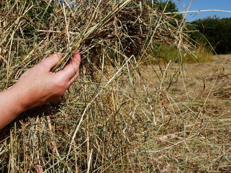 Farmer Lifting Hay from Stack with Hands in Field Stock Image Image of haystack, female 251819767