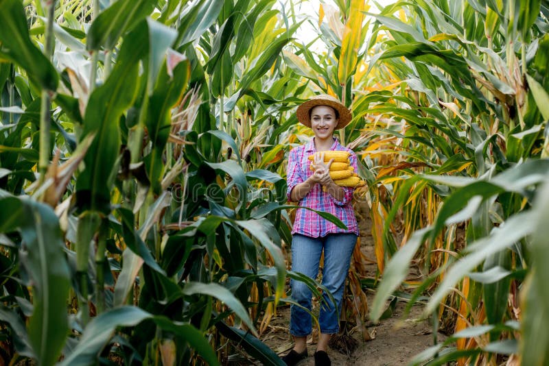 Farmer Looking at the Germination of Young Corn in the Field. Analyzes