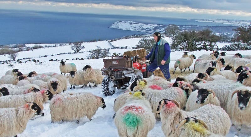 Farmer Man feeding sheep in snow stock photos
