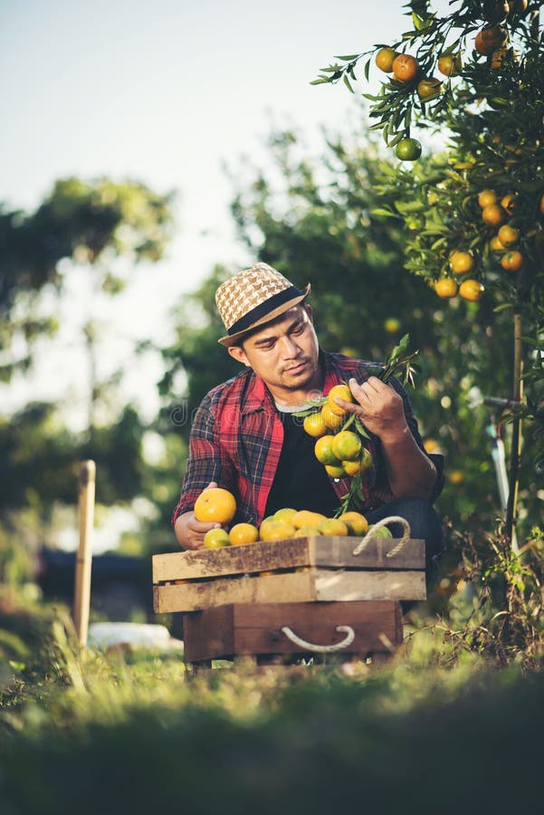 Farmer Man Harvesting Oranges in an Orange Tree Stock Photo Image of