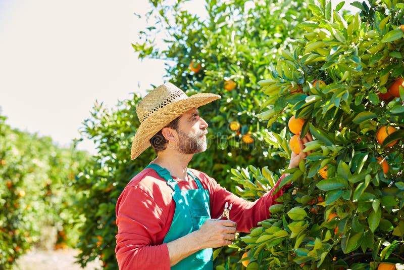 Farmer Man Harvesting Oranges in an Orange Tree Stock Photo Image of