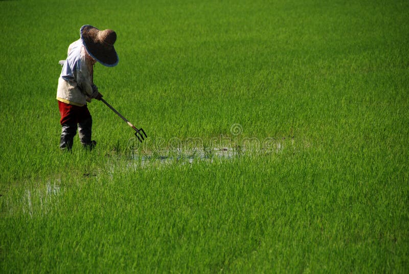 Farmer and paddy field