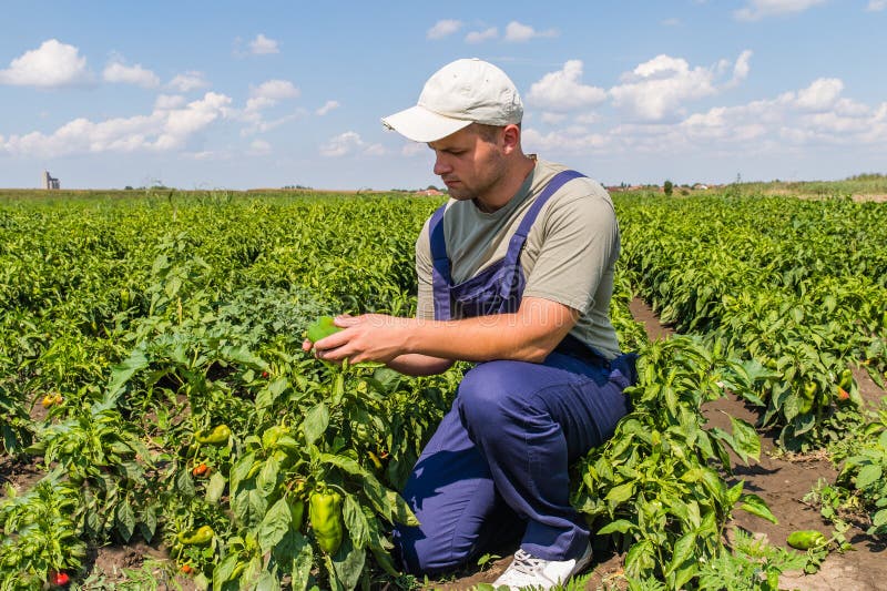 Farmer in pepper fields stock image Farmer in pepper fields stock image