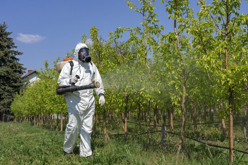 Man in Coveralls With Gas Mask Spraying Orchard in Springtime. Farmer Sprays Trees With Toxic Pesticides or Insecticide. Man in Coveralls With Gas Mask Spraying Orchard in Springtime. Farmer Sprays Trees With Toxic Pesticides or Insecticide.