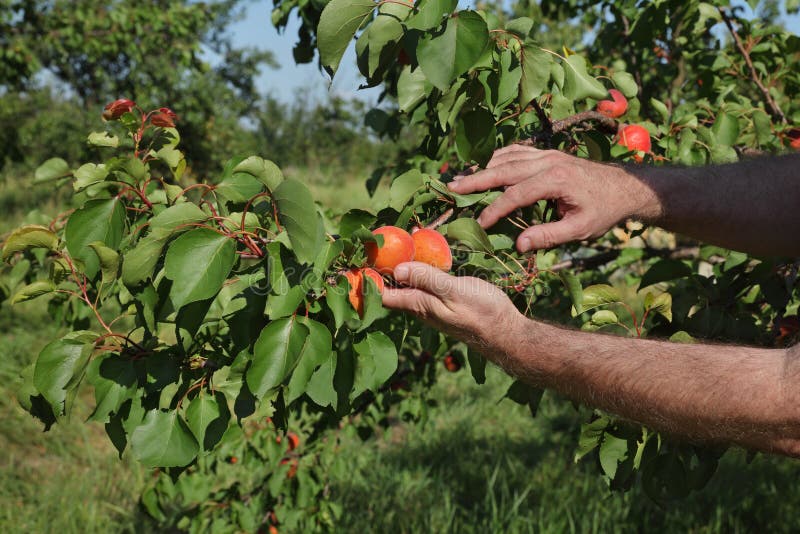 Farmer Picking Apricot Fruit in Orchard from Ladder Stock Photo Image