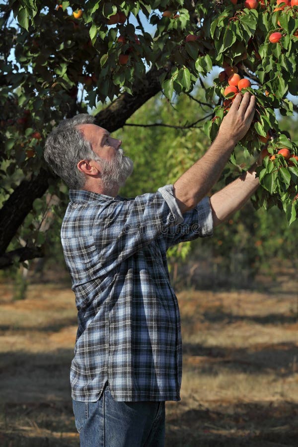Farmer Picking Apricot Fruit In Orchard Stock Image Image of nature