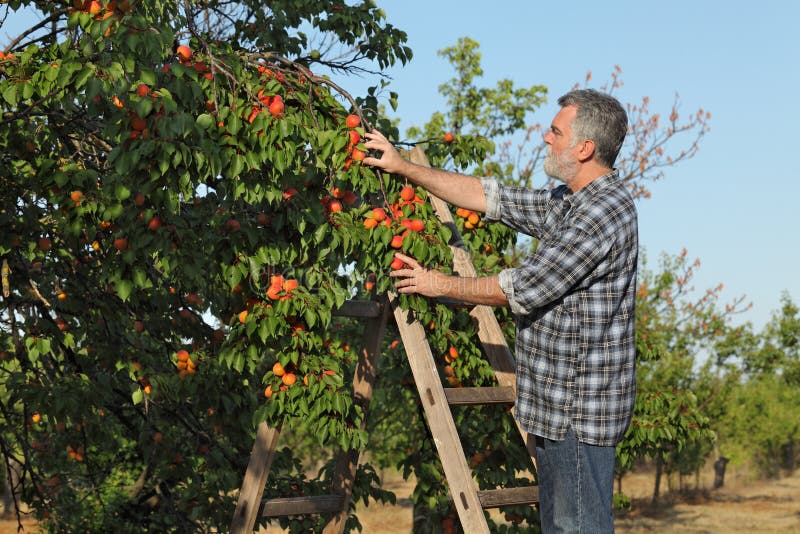 Farmer Picking Apricot Fruit in Orchard from Ladder Stock Image Image