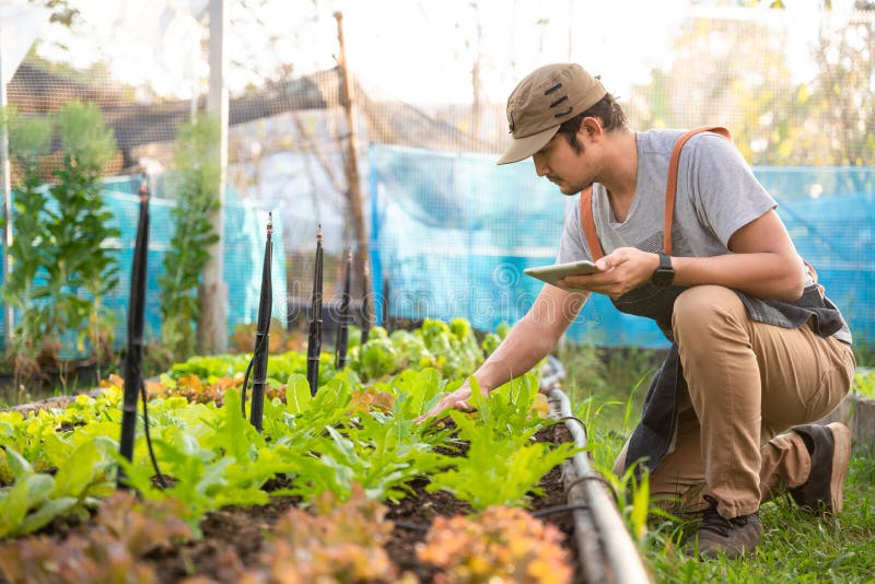 A Farmer Picking Organic Vegetables in Organic Greenhouse Stock Image