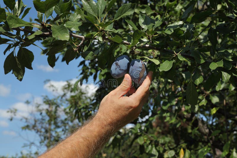 Farmer Picking Apricot Fruit in Orchard from Ladder Stock Photo Image