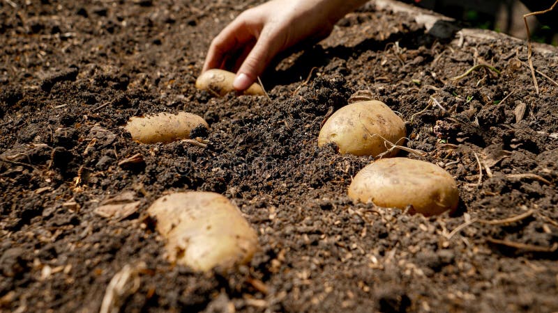 Farmer picking potato growin in garden bed on field. Farmer harvesting and collecting organic vegetables growing on farm.