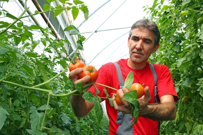 Farmer picking tomato