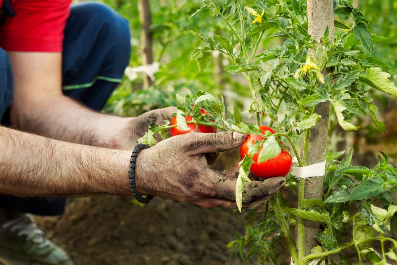Farmer picking tomato stock image. Image of garden, horizontal 101549775