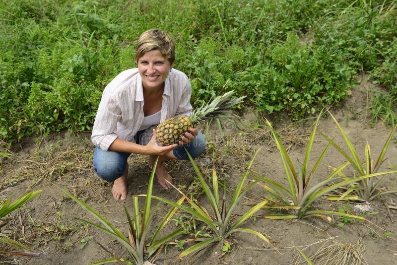 Farmer in Pineapple Plantation Stock Photo Image of fruit, leaf 44259300