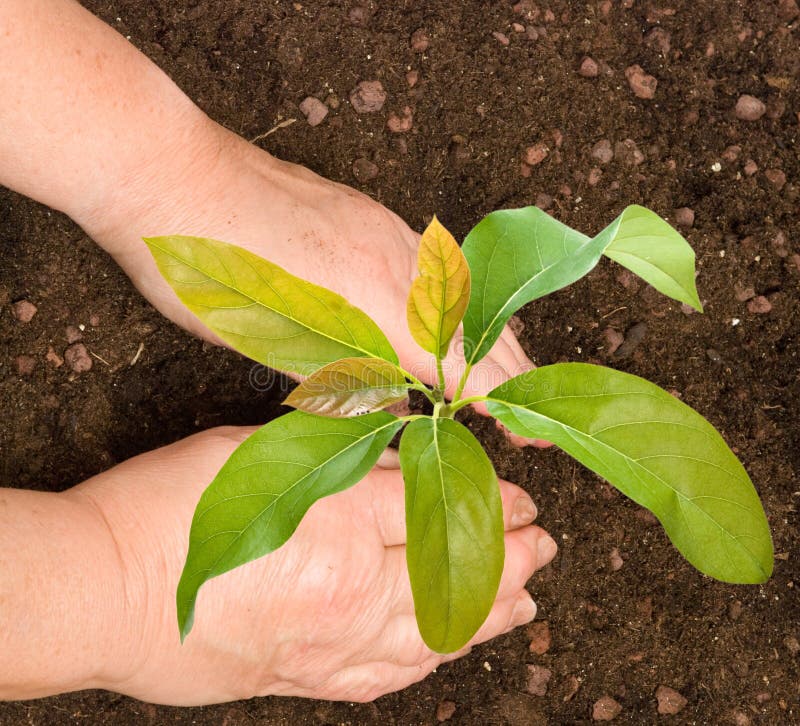 Farmer planting avocado tree