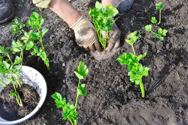 Planting of Celery in Greenhouse Via the Dynamic Root Floating Technique DRAFT, Hydroponics