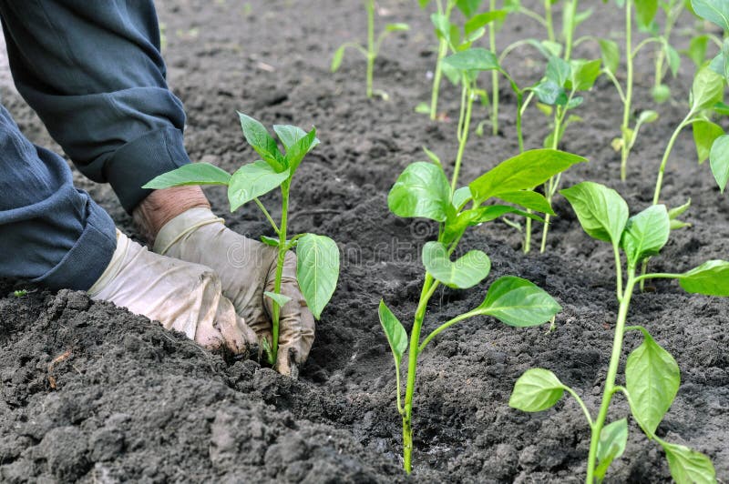Farmer Planting a Pepper Seedling Stock Image Image of careful