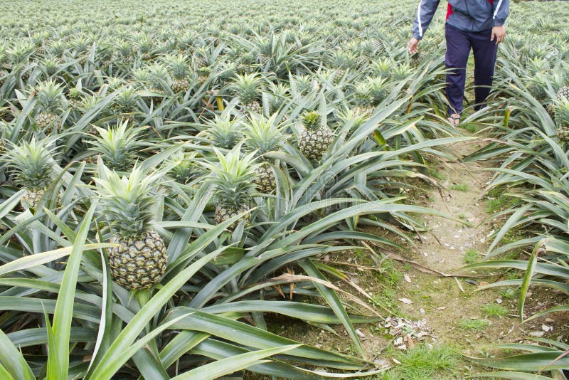 Farmer Planting Pineapple Fruit Stock Photo Image of food, country