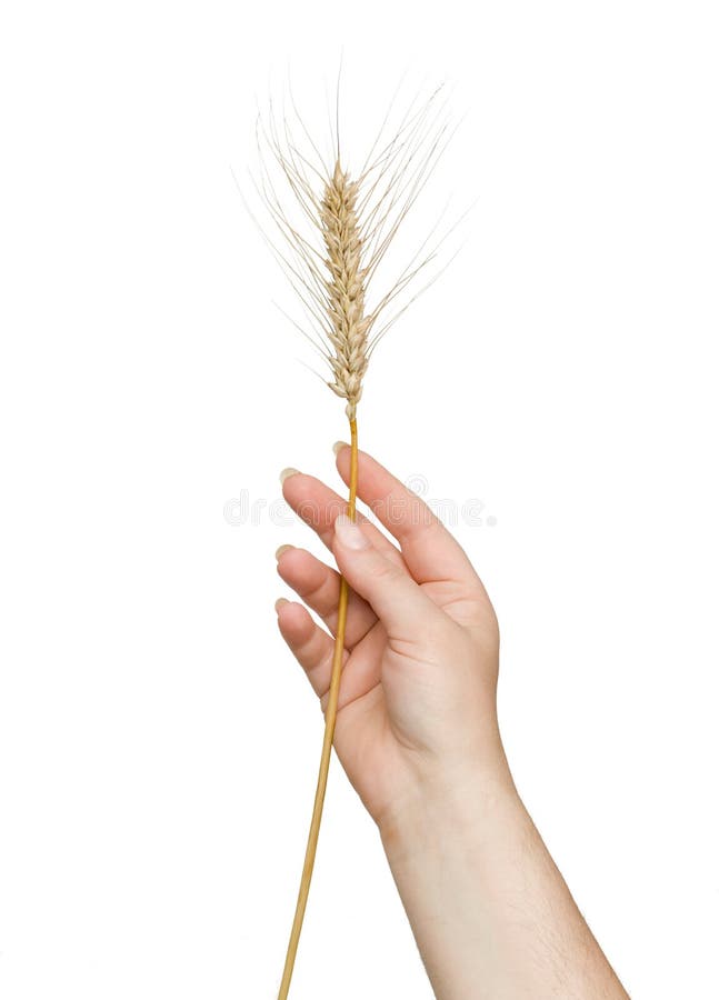Farmer presenting wheat as a gift