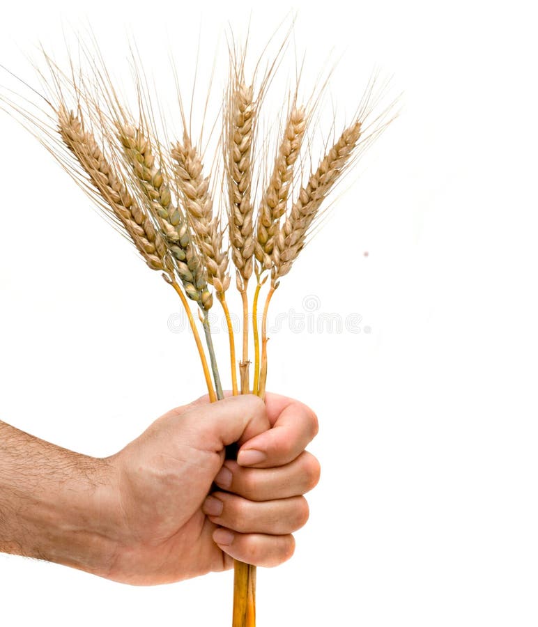 Farmer presnting bunch of wheat as a gift