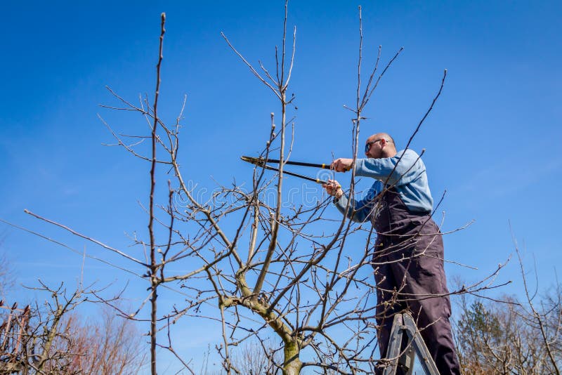 download pruning fruit trees for free download pruning fruit trees for free
