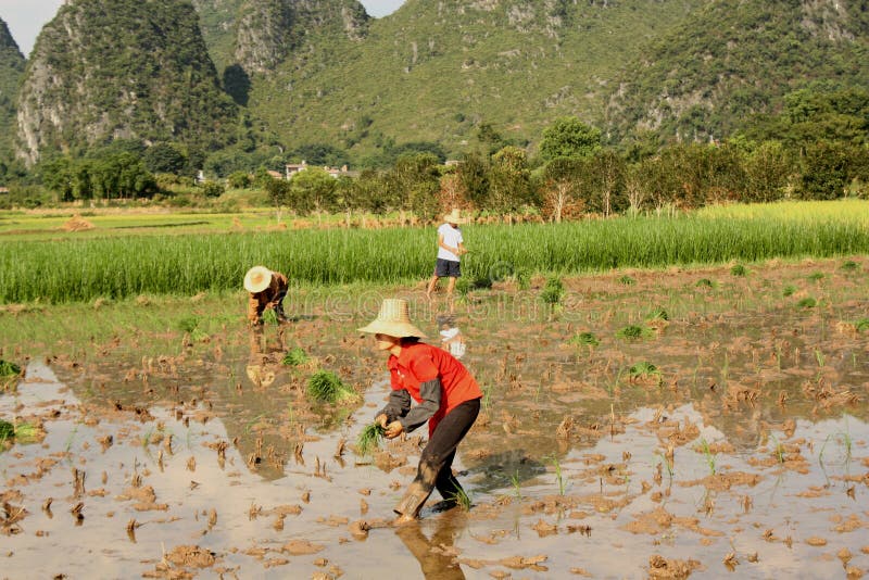 Farmer in rice field of China