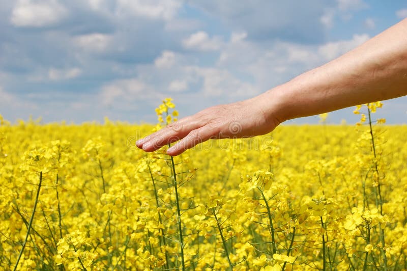 Farmer S Hand Over Harvest of this Year Stock Photo Image of flowers