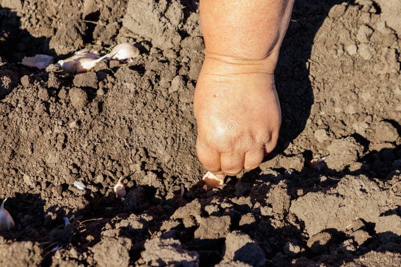 Farmer`s hand planting garlic in vegetable garden