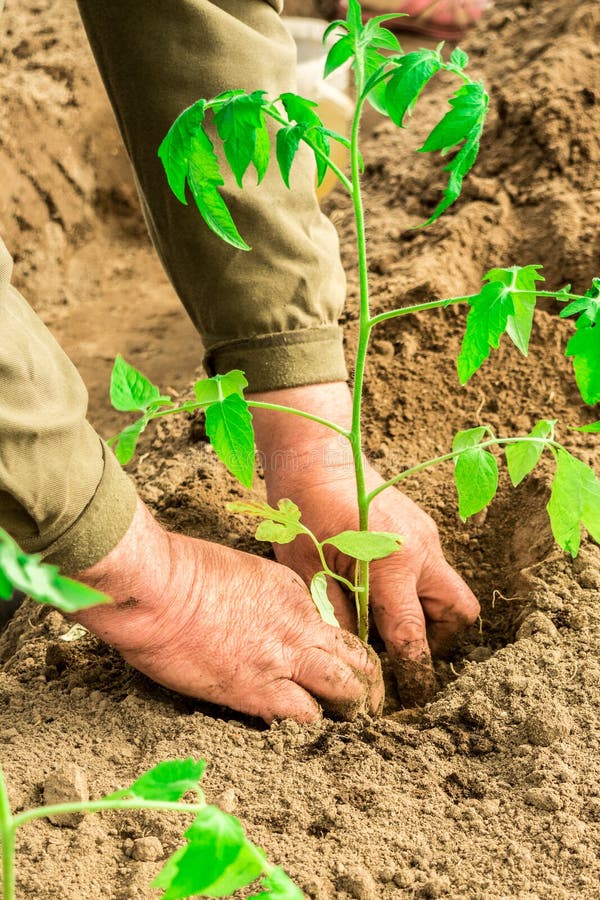 Farmer`s hands planting a tomato seedling in the vegetable garden