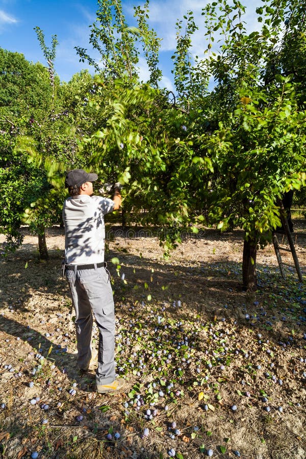 Farmer Shaking Down Plums from Trees at Harvest Stock Photo Image of