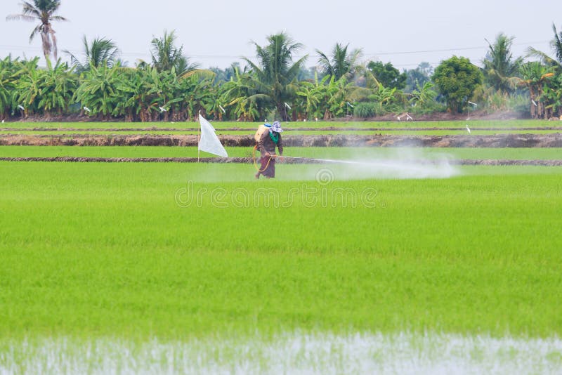 Farmer Spray the Fertilizer in Rice Field Stock Image Image of