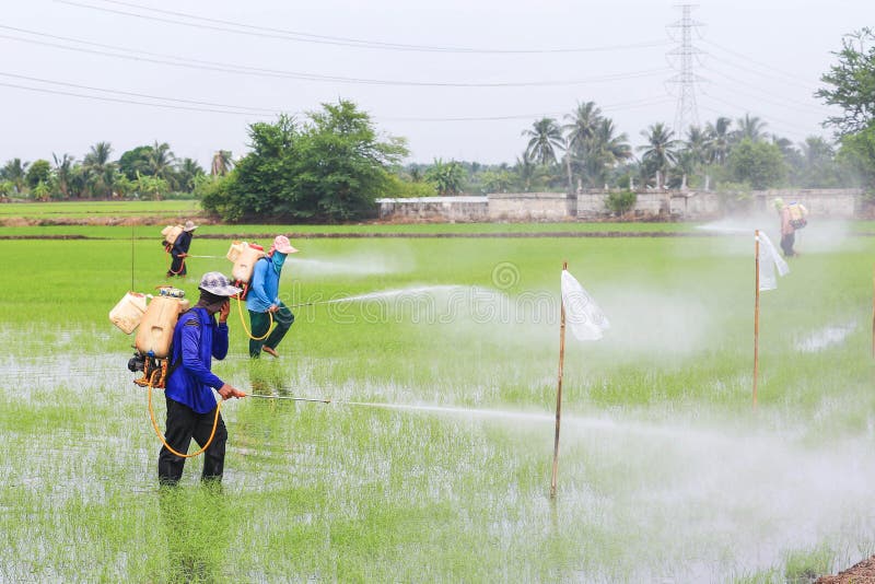 Farmer Spray the Fertilizer in Rice Field Stock Image Image of harvest, asia 42647649