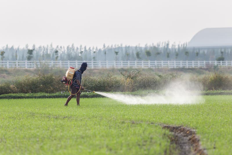 Thai farmer spraying chemical to green young rice field