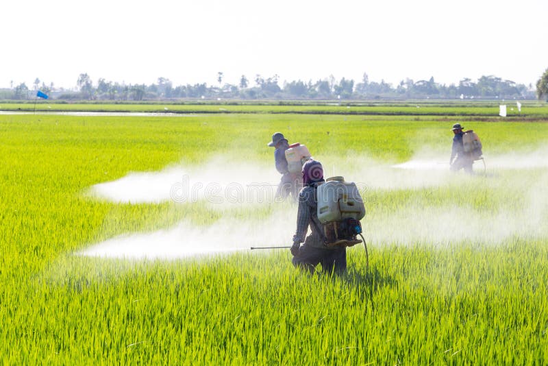 Farmer spraying pesticide in the rice field stock photography Farmer spraying pesticide in the rice field stock photography