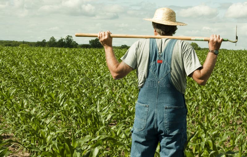 Farmer standing in a corn field