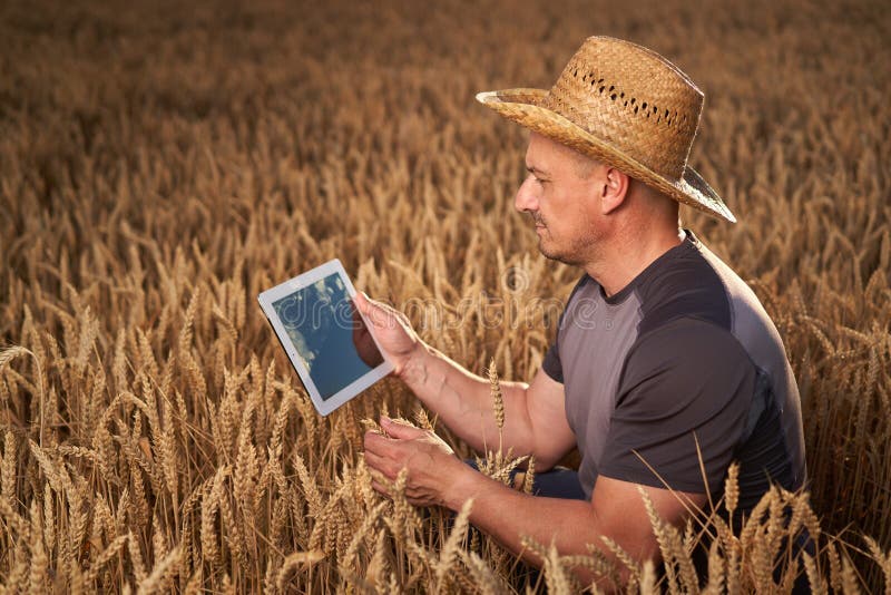Farmer with a tablet checking the state of his wheat culture. Field checking barley stock images, royalty-free photos and pictures