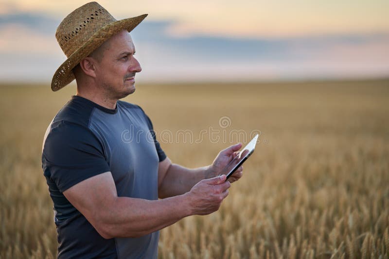 Farmer with a tablet checking the state of his wheat culture. Field checking barley stock images, royalty-free photos and pictures