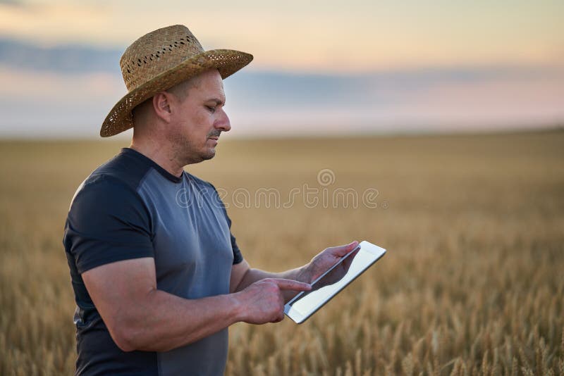 Farmer with a tablet checking the state of his wheat culture. Field checking barley stock images, royalty-free photos and pictures