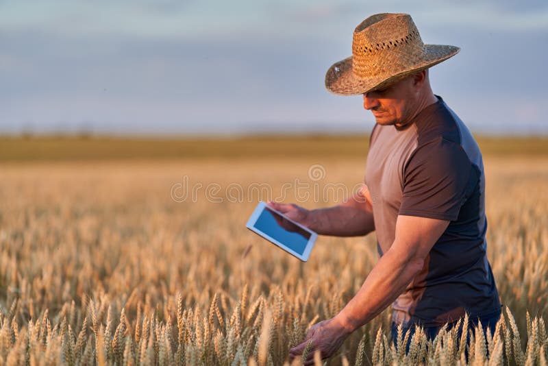 Farmer with a tablet checking the state of his wheat culture. Field checking barley stock images, royalty-free photos and pictures