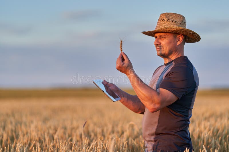 Farmer with a tablet checking the state of his wheat culture. Field checking barley stock images, royalty-free photos and pictures