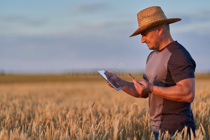 Farmer with a tablet checking the state of his wheat culture. Field checking barley stock images, royalty-free photos and pictures