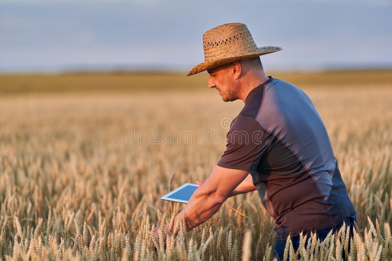Farmer with a tablet checking the state of his wheat culture. Field checking barley stock images, royalty-free photos and pictures
