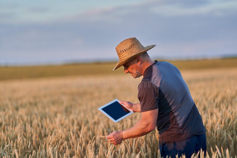 Farmer with a tablet checking the state of his wheat culture. Field checking barley stock images, royalty-free photos and pictures